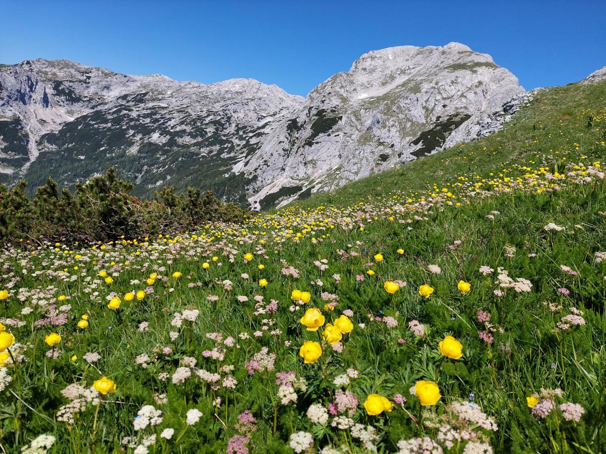 Apartmaji Vesna Bohinj Eksteriør billede